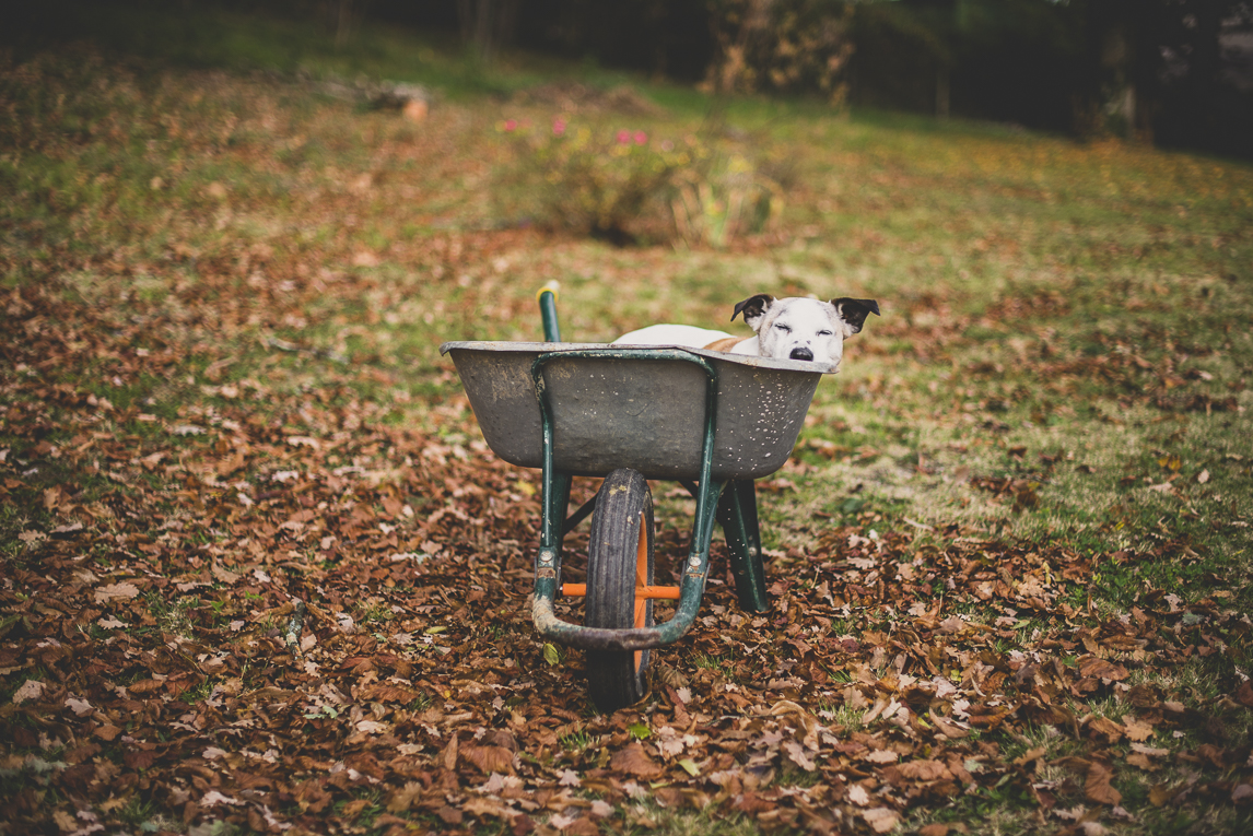 rozimages - travel photography - dog in wheel barrow - Mondavezan, France