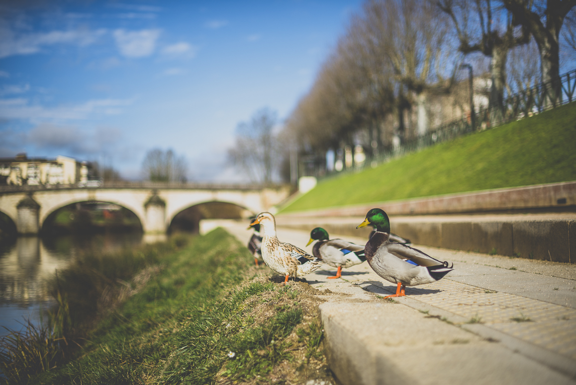 Photo of the French town of Auch - ducks along the river - Auch Photographer