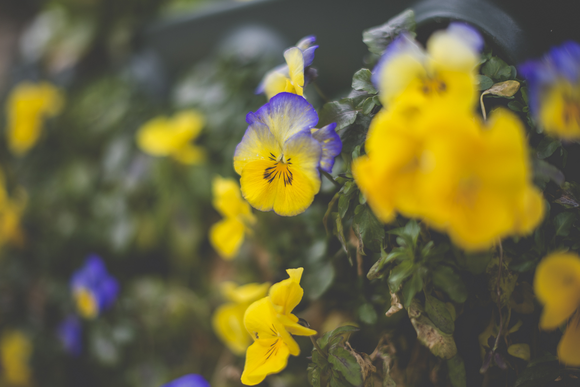 Photo of the French town of Saint-Gaudens - street flowers - Saint-Gaudens Photographer