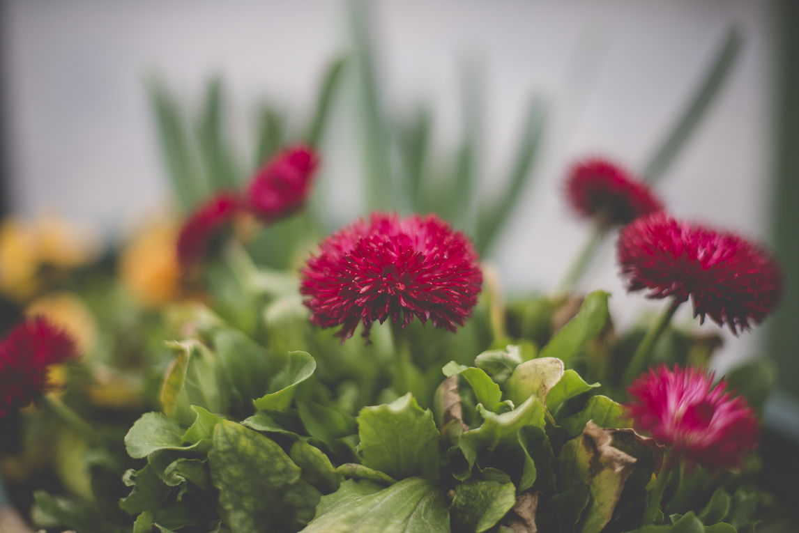 Photo of the French town of Saint-Gaudens - street flowers - Saint-Gaudens Photographer