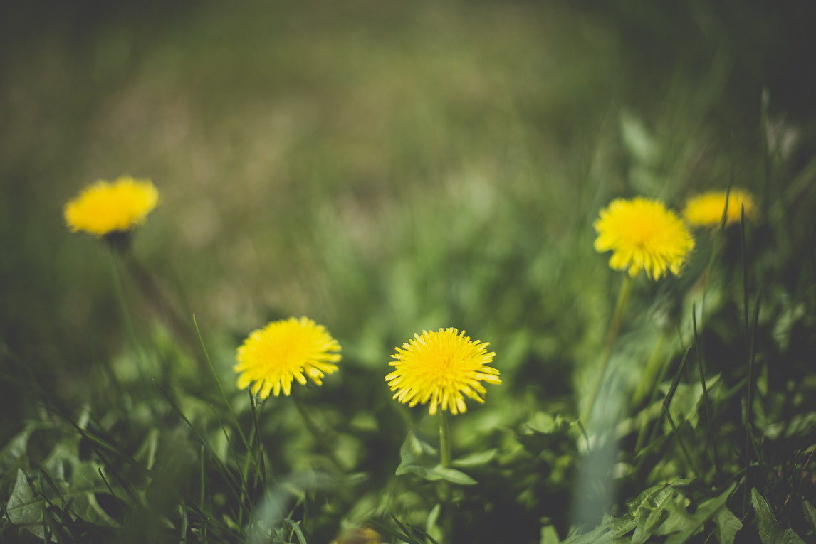 Photo de la ville de Saint-Gaudens - fleurs de pissenlit et pelouse - Photographe Saint-Gaudens