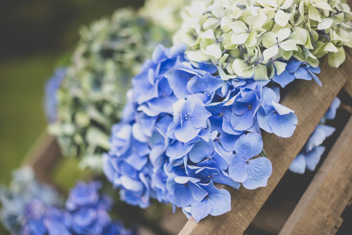 Reportage mariage Bretagne - hortensias décorant la cérémonie en extérieur - Photographe mariage