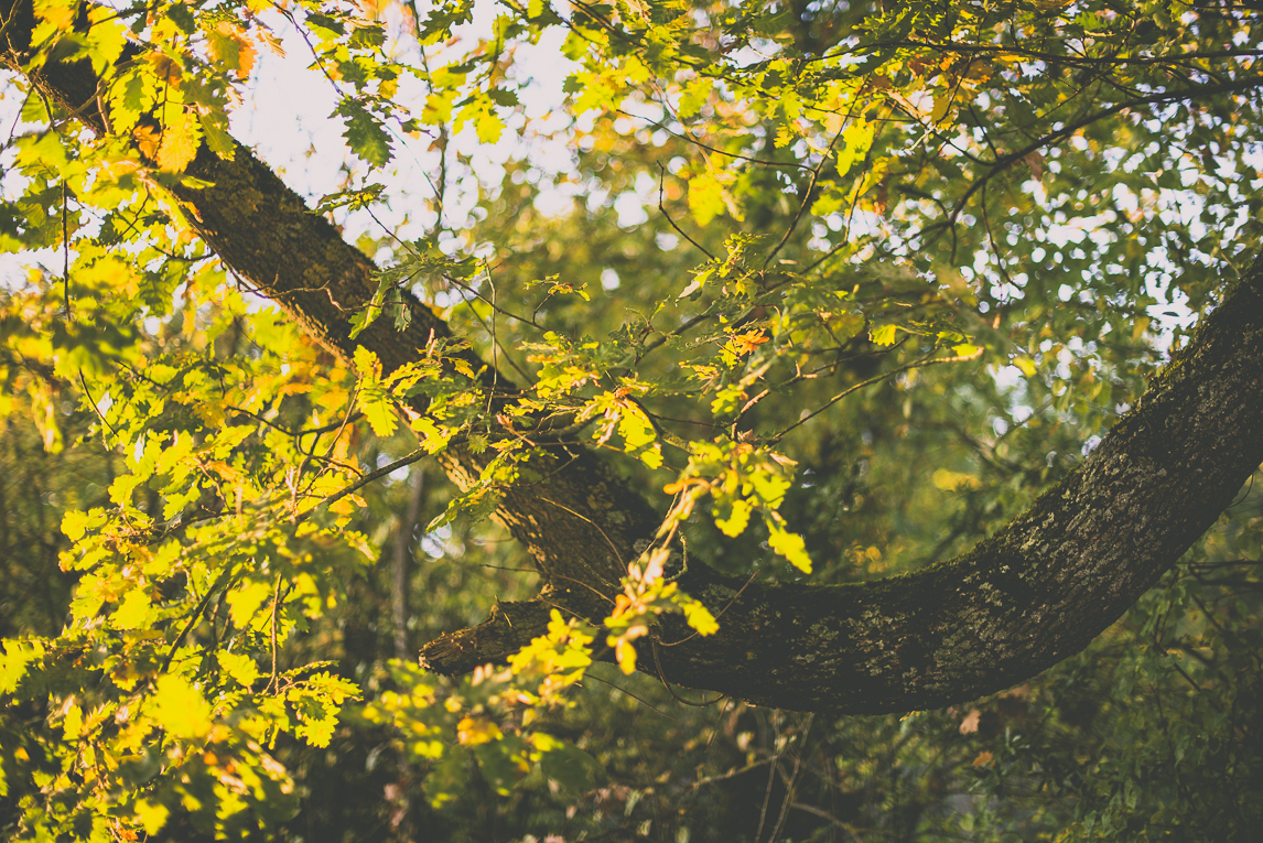 Reportage couleurs automne 2016 - branche de chêne et feuilles colorées - Photographe de nature