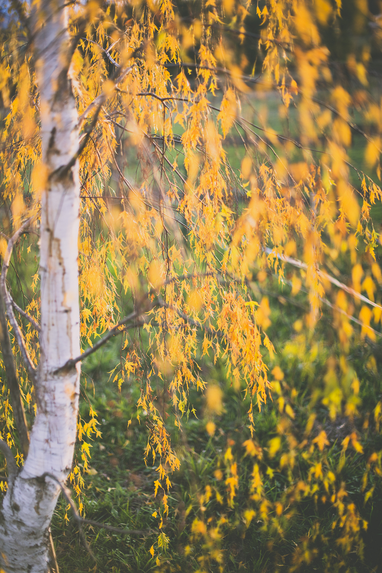 Reportage couleurs automne 2016 - tronc d'arbre et feuilles oranges - Photographe de nature