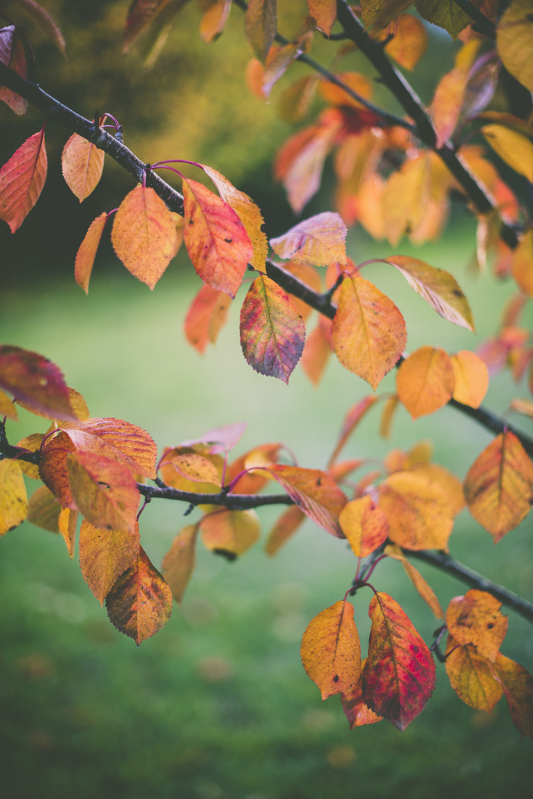 Photography of autumn colours 2016 - orange leaves - Nature Photographer