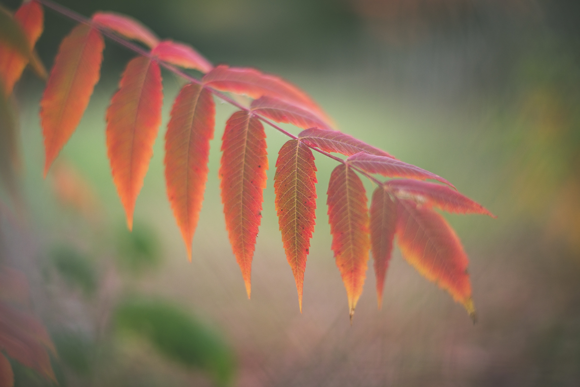 Photography of autumn colours 2016 - red leaves - Nature Photographer