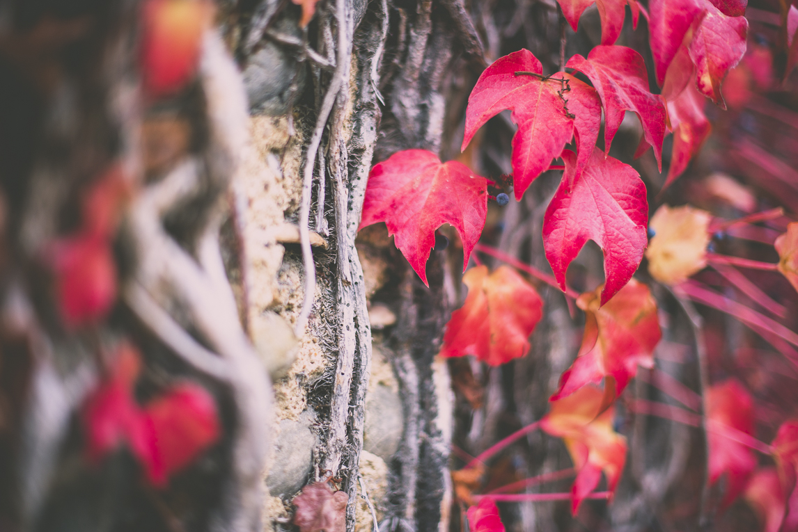 Reportage couleurs automne 2016 - vigne rouge - Photographe de nature