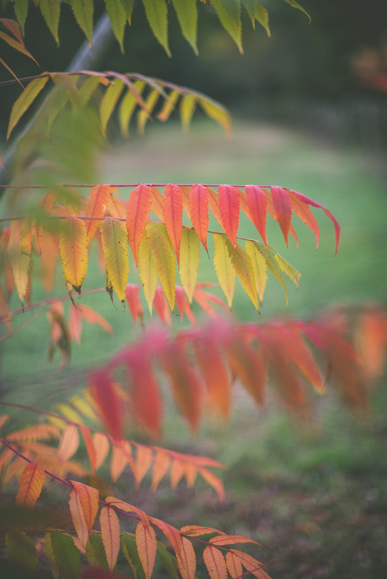 Reportage couleurs automne 2016 - feuilles rouges et vertes - Photographe de nature