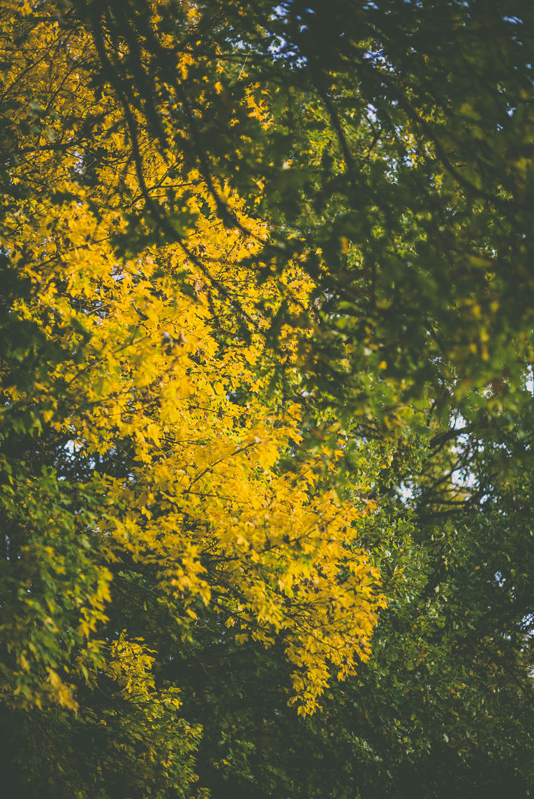 Reportage couleurs automne 2016 - feuilles jaunes et vertes des arbres - Photographe de nature