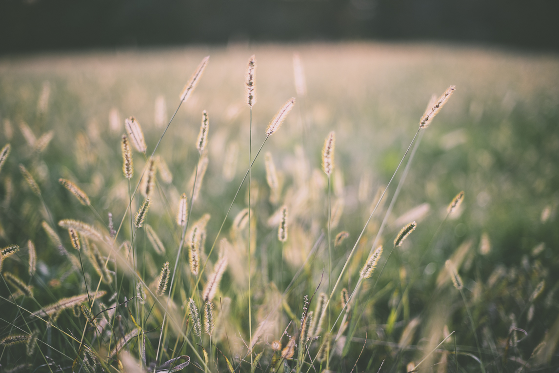Reportage couleurs automne 2016 - champ d'herbes hautes - Photographe de nature