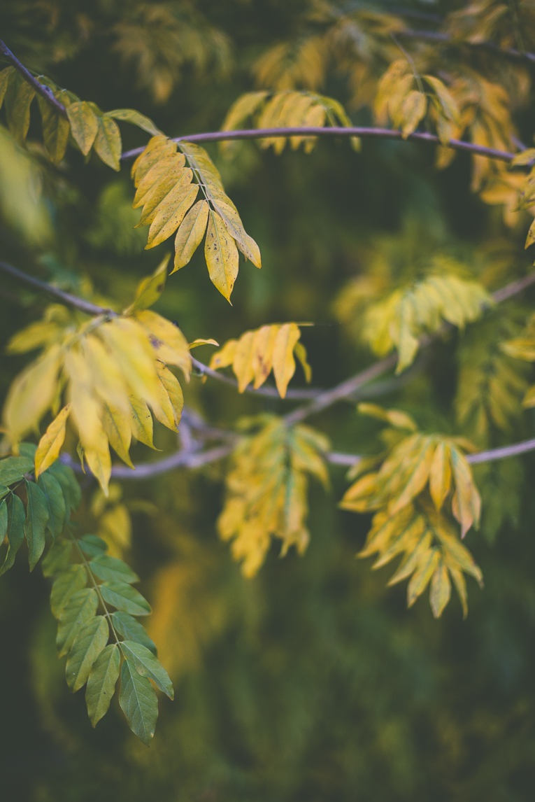 Reportage couleurs automne 2016 - feuilles de glycine vertes et jaunes - Photographe de nature