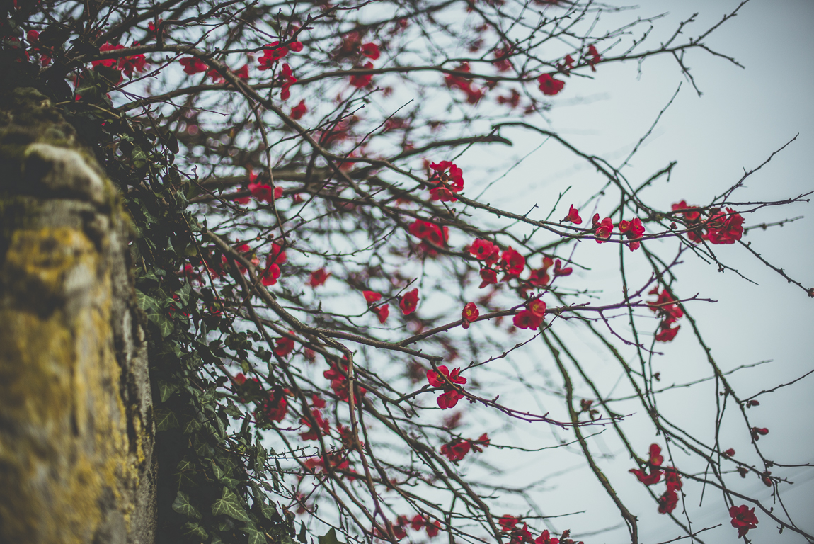 Reportage village Alan - fleurs roses - Photographe voyage