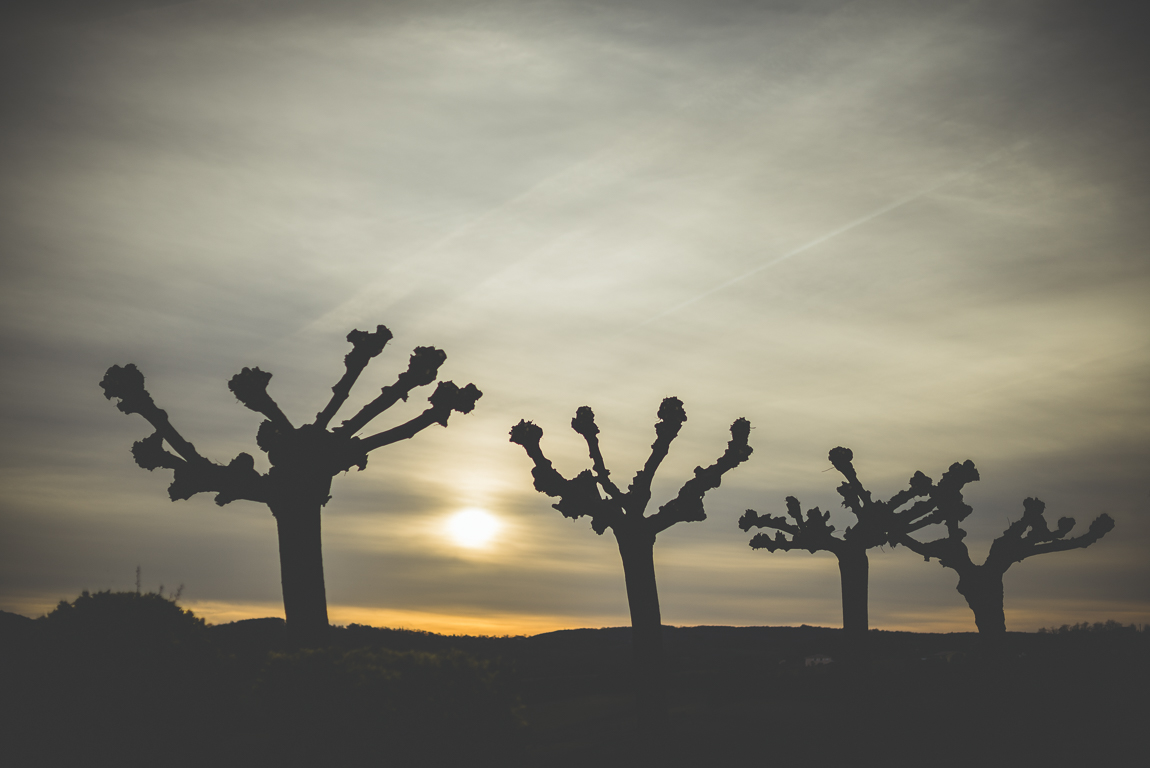 Reportage village Alan - silhouettes de platanes taillés - Photographe voyage