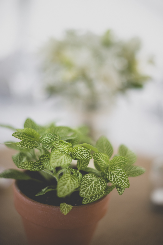 Reportage mariage Toulouse - plante sur table - Photographe mariage