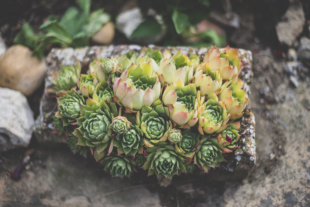 Reportage mariage Haute-Garonne - plantes succulentes - Photographe mariage