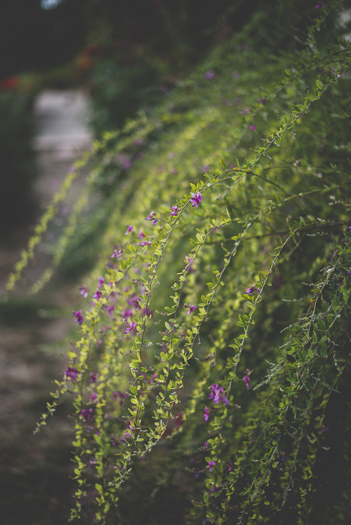 Reportage mariage Haute-Garonne - plantes tombantes - Photographe mariage