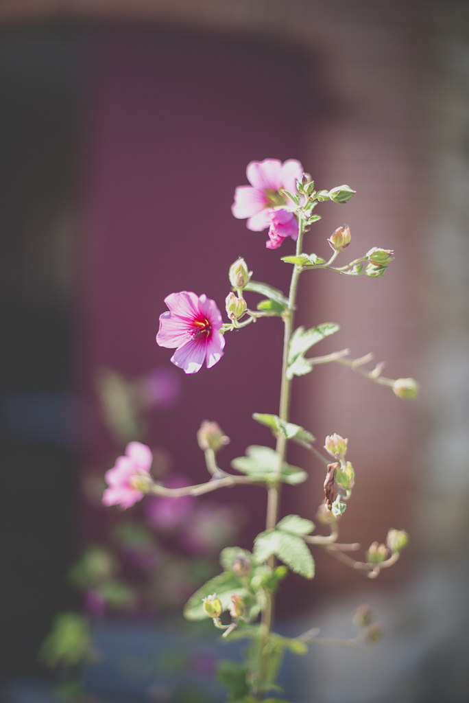 Reportage mariage Haute-Garonne - rose trémière - Photographe mariage Saint-Gaudens