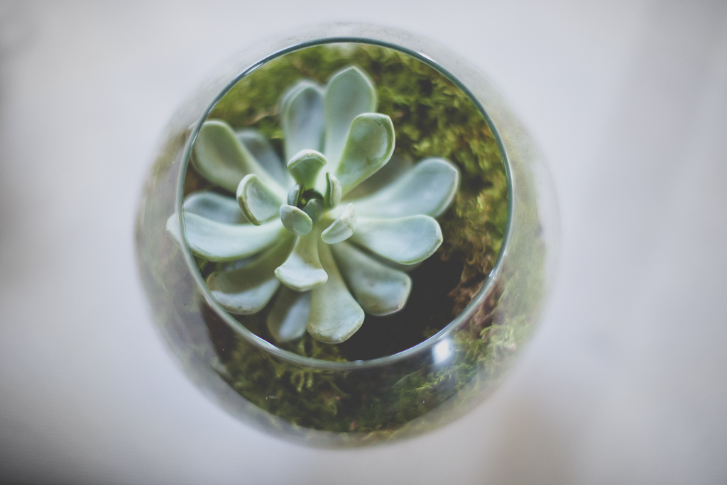 Reportage mariage Haute-Garonne - succulente dans pot en verre - Photographe mariage Saint-Gaudens