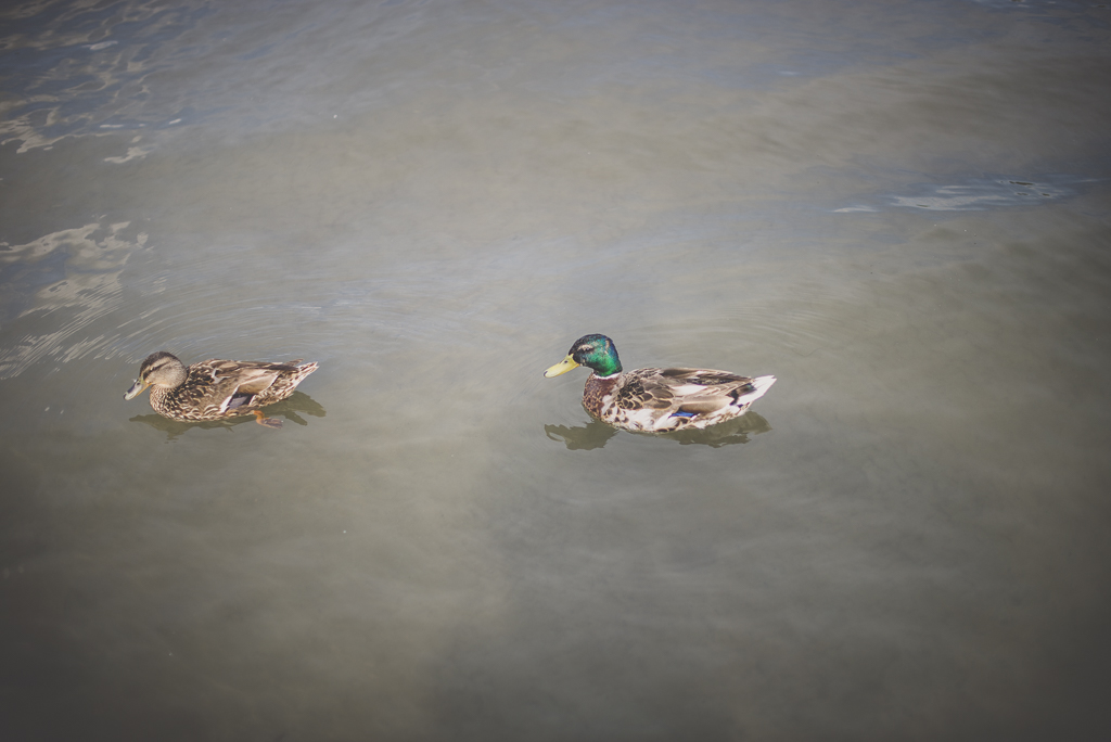 Séance famille Haute-Garonne - canards sur la Garonne - Photographe famille Toulouse