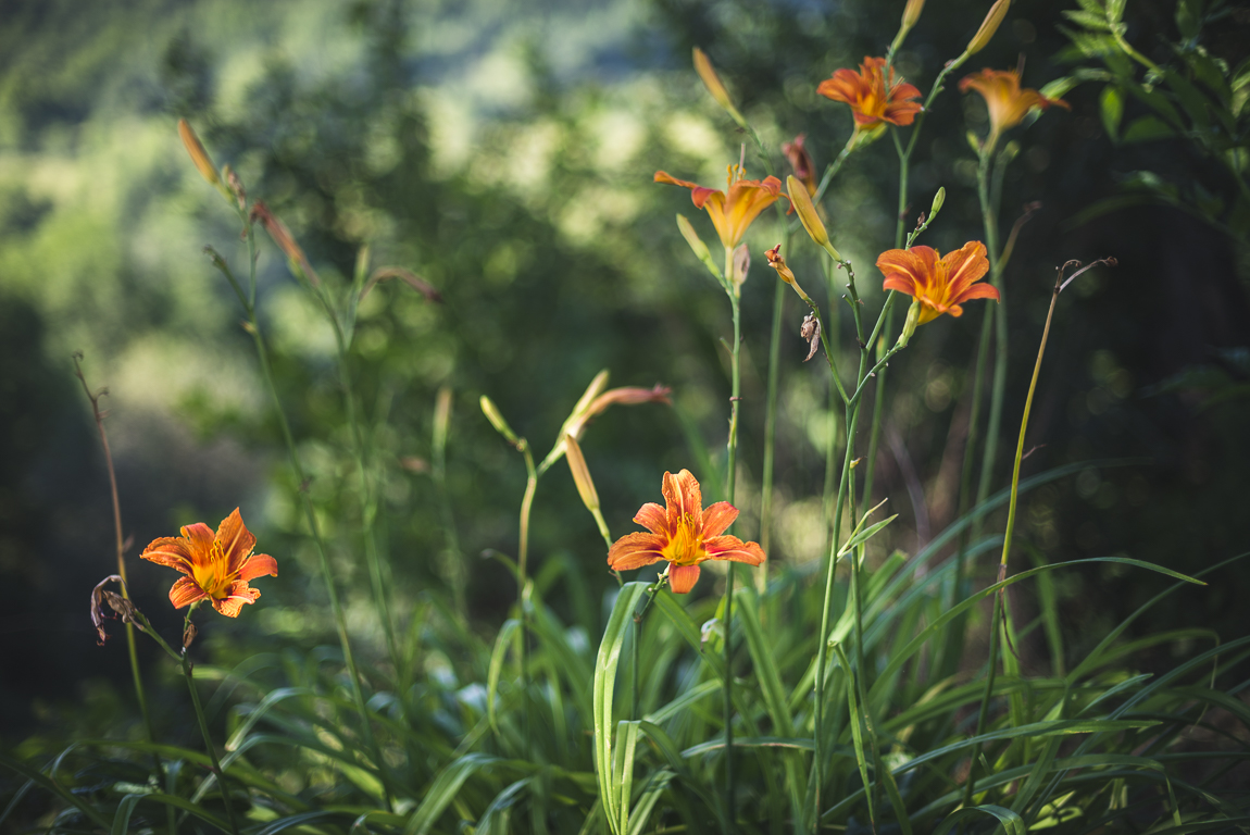 Séance photo chambres d'hôtes Ariège - fleurs oranges - Photographe B&B