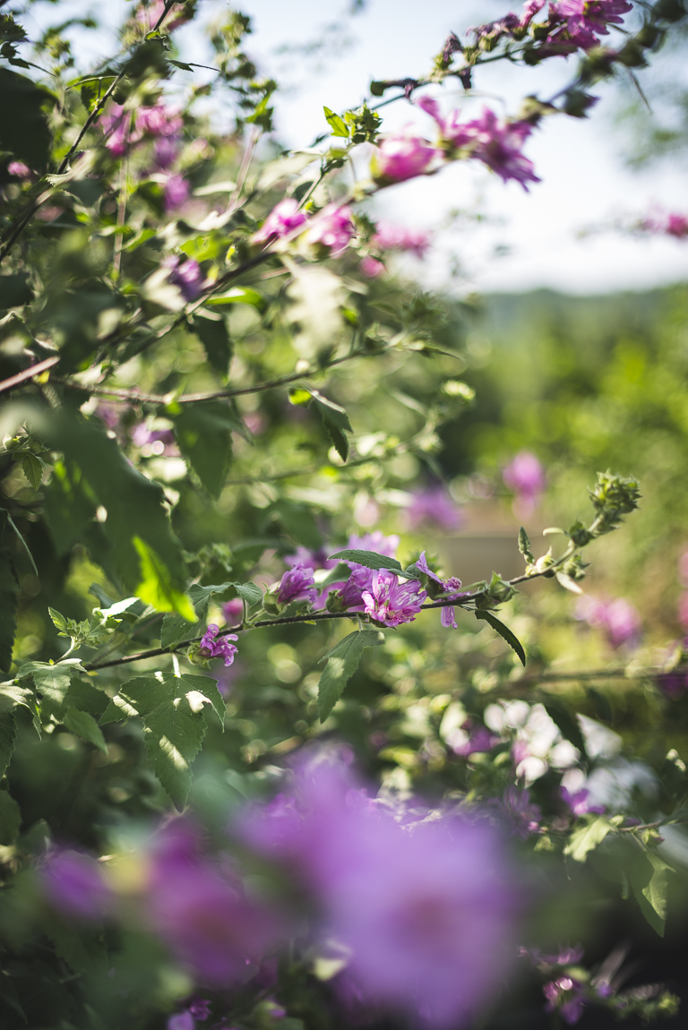 Séance photo chambres d'hôtes Ariège - fleurs roses - Photographe B&B