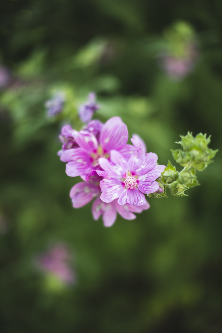 Photo-shoot B&B Ariège - fleurs roses - Photographer B&B