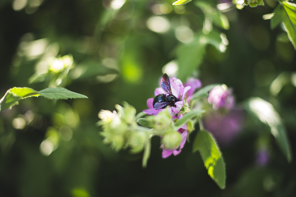 Séance photo chambres d'hôtes Ariège - abeille noire sur fleurs roses - Photographe B&B