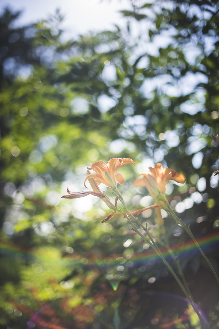 Photo-shoot B&B Ariège - fleurs oranges - Photographer B&B