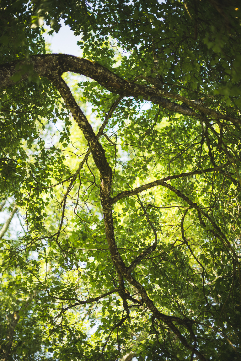 Séance photo chambres d'hôtes Ariège - branche d'arbre - Photographe B&B