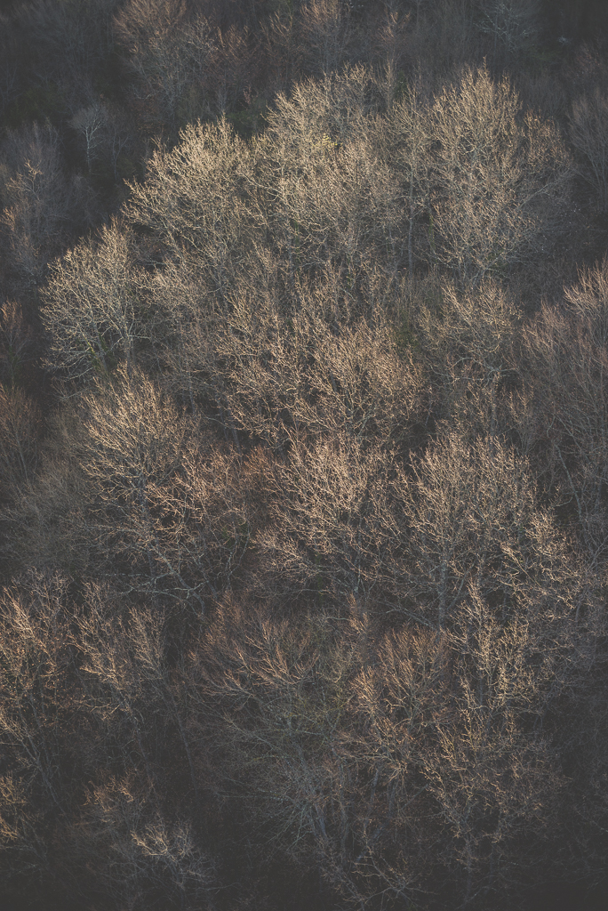 Photos vol montgolfière Haute-Garonne - lumière dans arbres nus - Photographe Toulouse