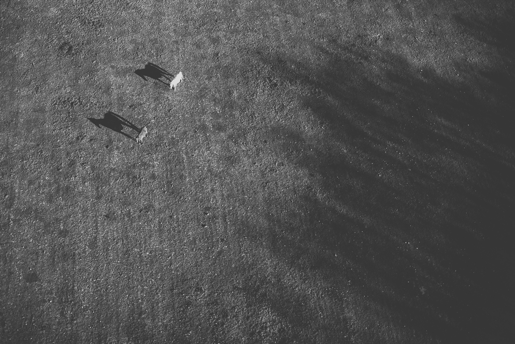 Photos vol montgolfière Haute-Garonne - chevaux et ombres - Photographe Toulouse