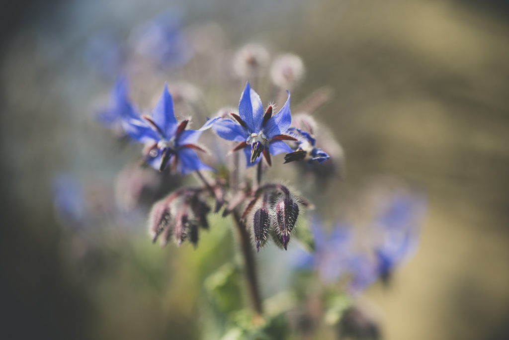 Printemps au jardin - fleur de bourrache - Photographe Haute Garonne