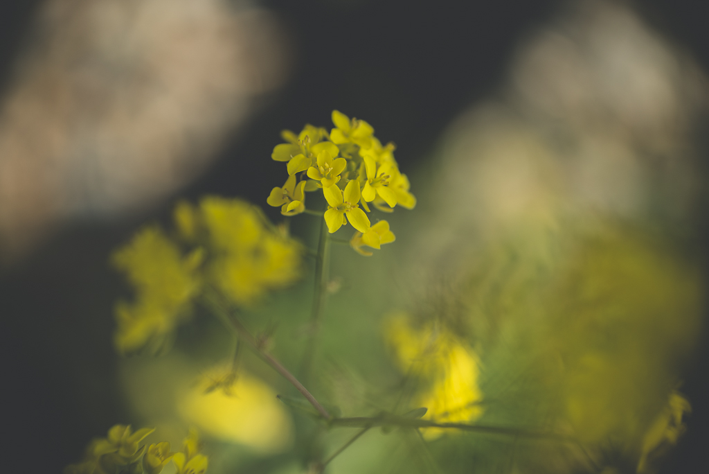 Printemps au jardin - fleur jaune - Photographe Haute Garonne